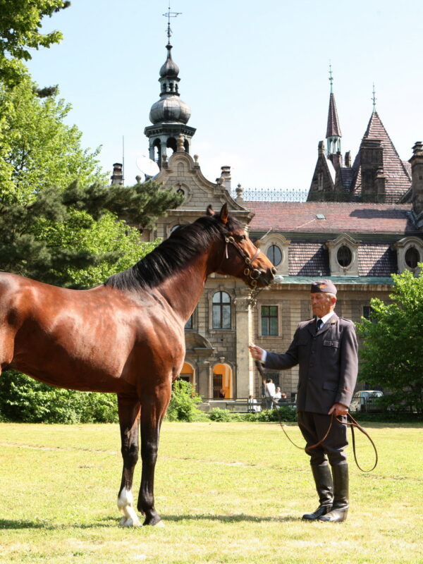 Moszna - znana Stadnina Koni w Mosznej niedaleko Apartamentu Moszna Moszna - znana Stadnina Koni w Mosznej niedaleko Apartamentu Moszna