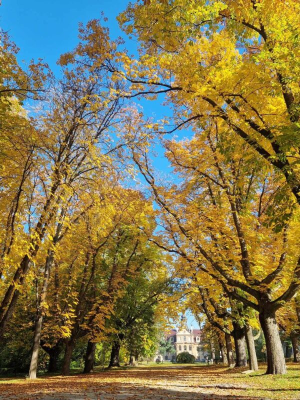 Apratamenty Moszna - klimatyczne miejsce w otoczeniu natury idealne do wypoczynku dla calej rodziny w poblizu Stadniny Koni w Mosznej Apratamenty Moszna - klimatyczne miejsce w otoczeniu natury idealne do wypoczynku dla calej rodziny w poblizu Stadniny Koni w Mosznej