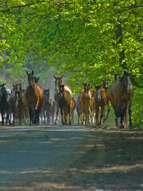 Wypocznij w Mosznej pełnej atrakcji dla dzieci i dorosłych - Zamek Moszna - Stadnina Koni - Muzeum Robotów Wypocznij w Mosznej pełnej atrakcji dla dzieci i dorosłych - Zamek Moszna - Stadnina Koni - Muzeum Robotów