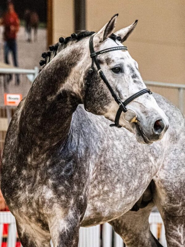 Stadnina Koni Moszna - atrakcja dla całej rodziny w pobliżu Zamku Moszna Stadnina Koni Moszna - atrakcja dla całej rodziny w pobliżu Zamku Moszna