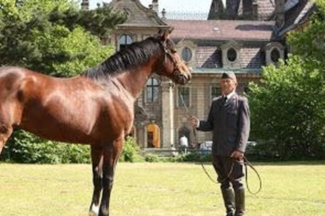 stadnina-koni-atrakcje-w-poblizu-domku-wakacyjnego stadnina-koni-atrakcje-w-poblizu-domku-wakacyjnego